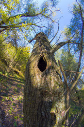 Who lives in the house? / ***