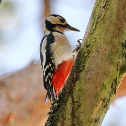 Great Spotted Woodpecker / ***