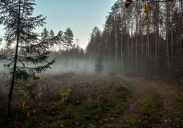 Foggy morning / ***