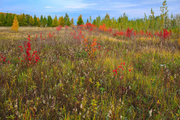 Autumn colors of nature. / ***