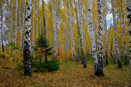 Autumn colors of nature. / ***