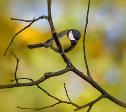 tit / ***