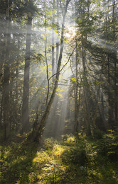 Morning in the forest / ***