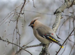 waxwing / ***