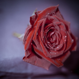 Red Rose / ***