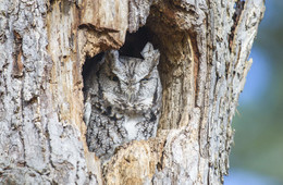 Eastern Screech Owl (grey morph) in Canada / ***