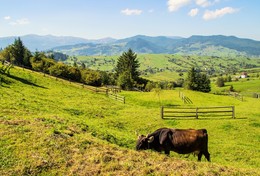 In the Carpathians / ***