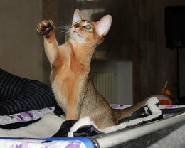 Hello everyone! / [img]http://rasfokus.ru/upload/comments/4f388f328527ec229a05131a7e6a9e13.jpg[/img]
[img]http://rasfokus.ru/upload/comments/938fe114f37aedb32009cac687973d8a.jpg[/img]
[img]http://rasfokus.ru/upload/comments/1523301484f03e75810bd5e2f48e1613.jpg[/img]
[img]http://rasfokus.ru/upload/comments/f361c6234cd526e41ad12b31813d2793.jpg[/img]
