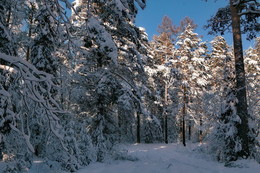 After a snowfall. / ***