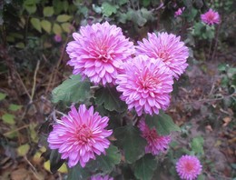 Chrysanthemums / ...