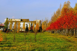 Autumn colors of nature. / ***