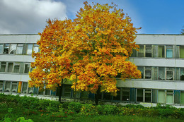 Autumn colors of nature. / ***