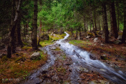 Mysterious forest / ***