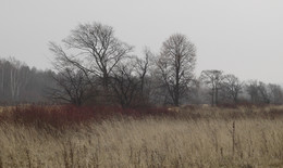 Landscape with wild rose. / ***