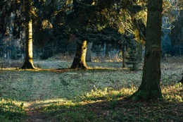 Morning in the forest / ***