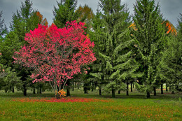 Autumn colors of nature. / ***