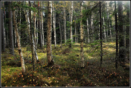Autumn forest / 2018