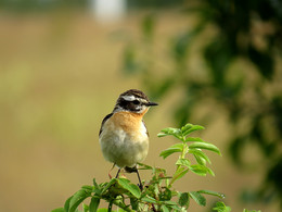 Whinchat / ***