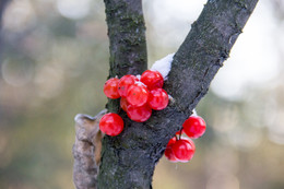 Rowan / ***