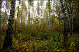 in the autumn forest / ***