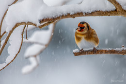 &nbsp; / Stieglitz im Winterwald