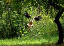 stork in the garden / ***