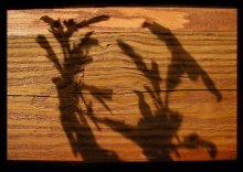 Grey Wolf and Little Red Riding Hood / ******:)