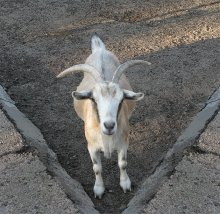 For a goat to answer! / ***