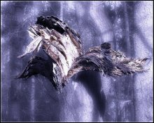 GOOD WOOD Soop a full moon ... / ***