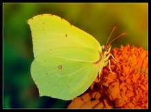 Butterfly / _______