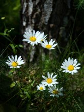 Simply Daisies / ***