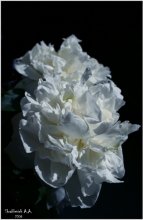 Peony / ***