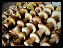Mushrooms / ***