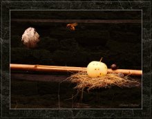 Allegory - on personal unstable still life-mania:) / ***