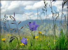 aroma Tyrolean meadows / .....