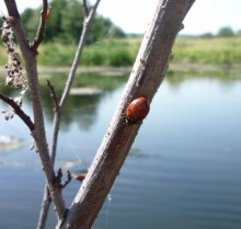 At the river Vorskla / ***