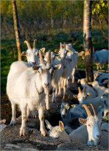 In turn, the sons of bitches in the place! / ***