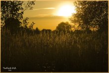 Grassy sunset / ***