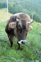 Cow / ***