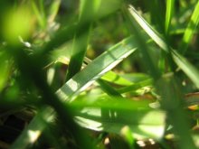 Grass-travichka / ***