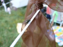 Fly-fly tsokotuha gilt belly ..... / ***