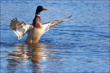 Bird on a river / ***