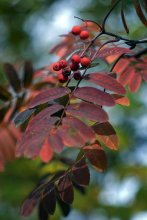 Autumn Rowan / ***