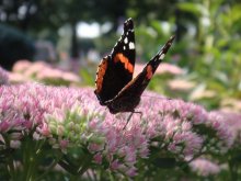 Butterfly / ***