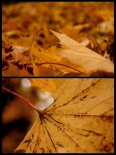rustling leaves fall ... ... / .....