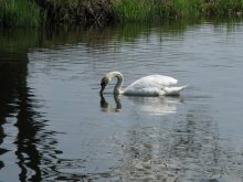 Swan / ***