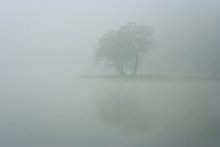 fog / ***