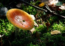 In the forest, autumn ... / ***