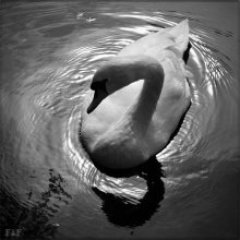 Swan / -------