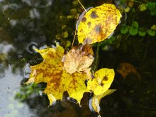 Autumn. Pond. / ...